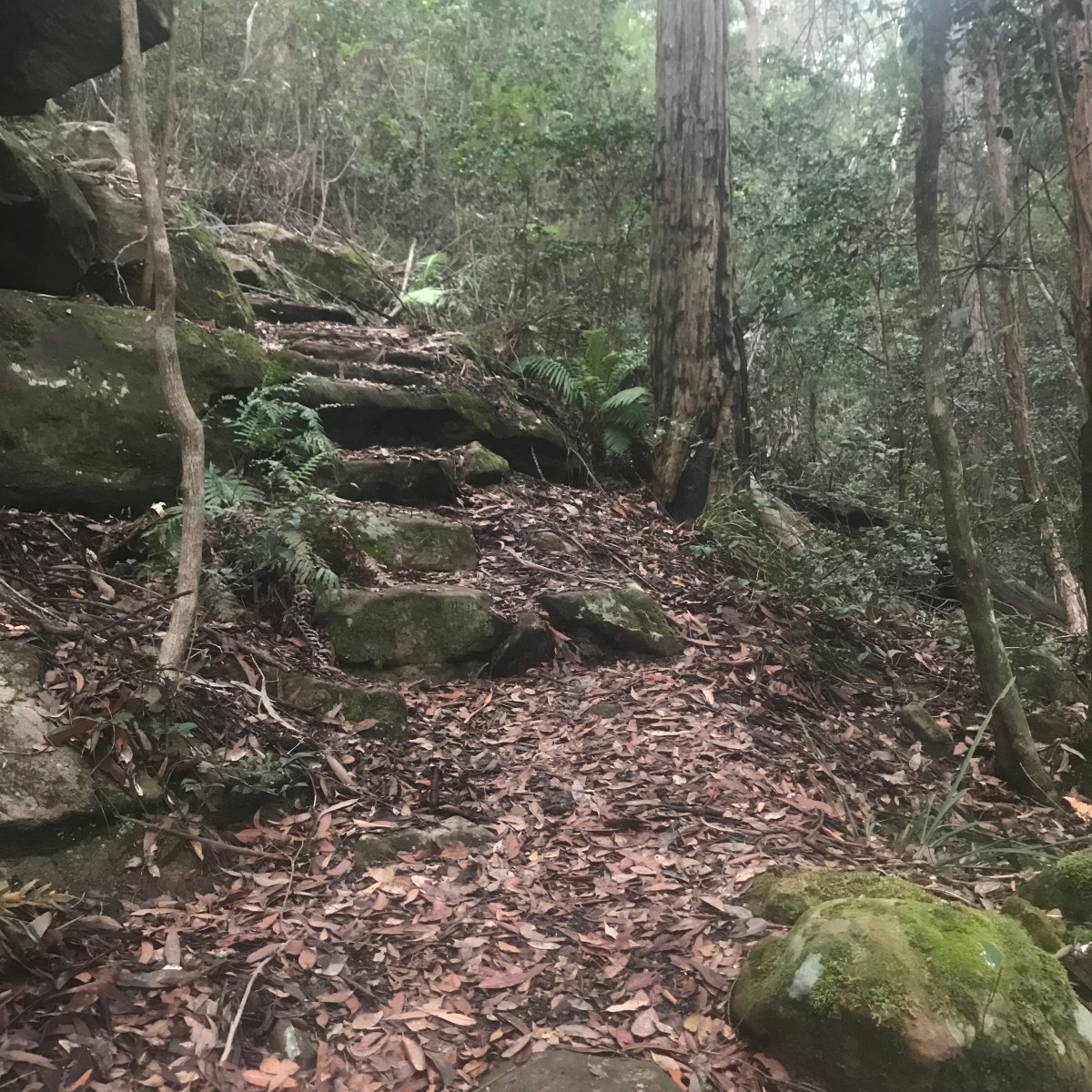 Trail Run in Australia: Blue Mountains, NSW Pt.&nbsp;2